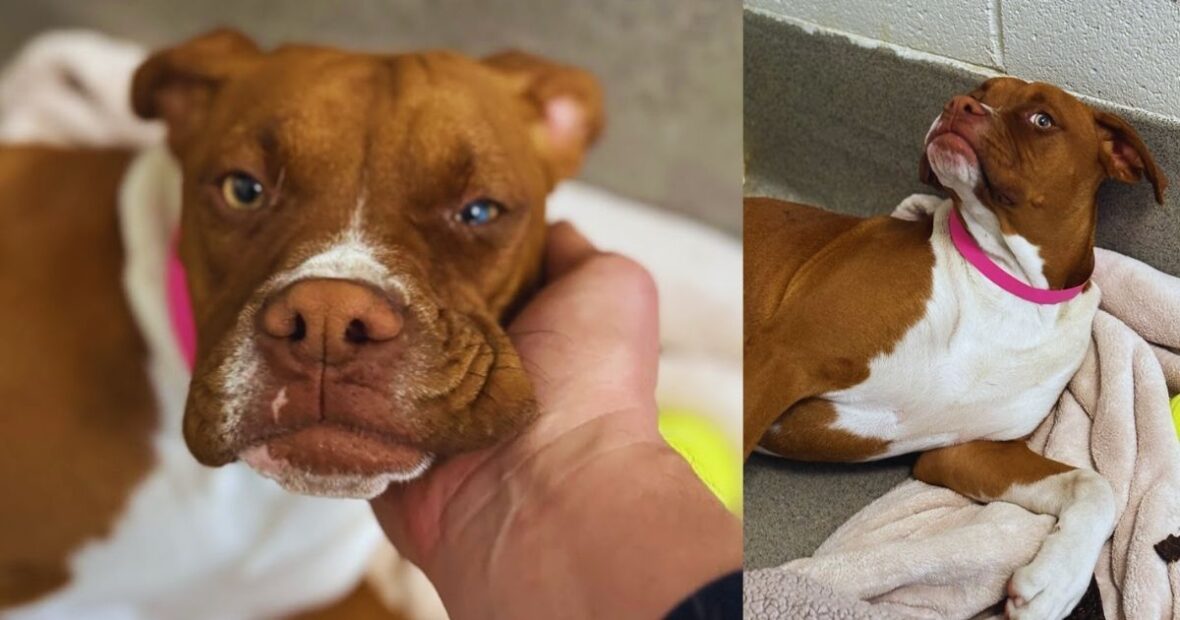 Watch This Scared Shelter Dog's Heartwarming Transformation Into A ...