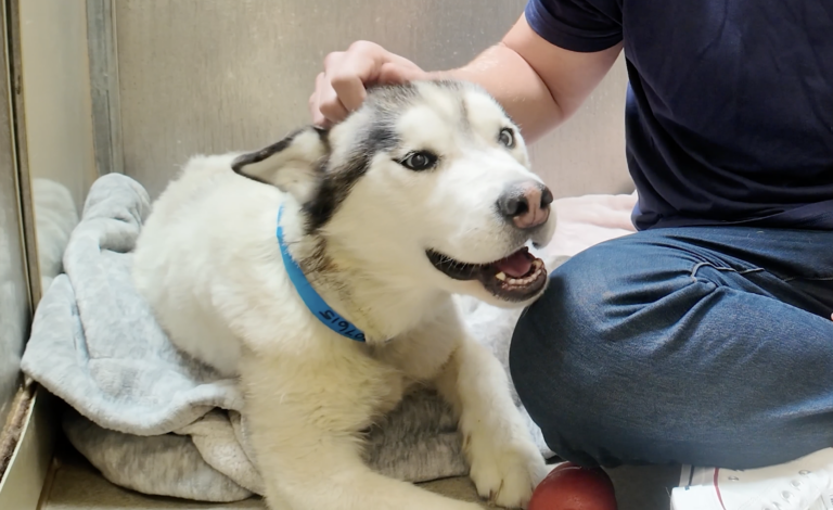 The Surprising Reason This Husky's Teeth Are Worn Down