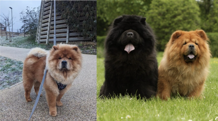 Aggressive Dog Breeds: Chow chows