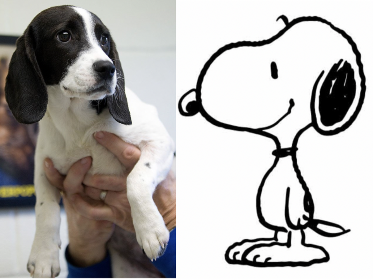 Snoopy and a beagle
