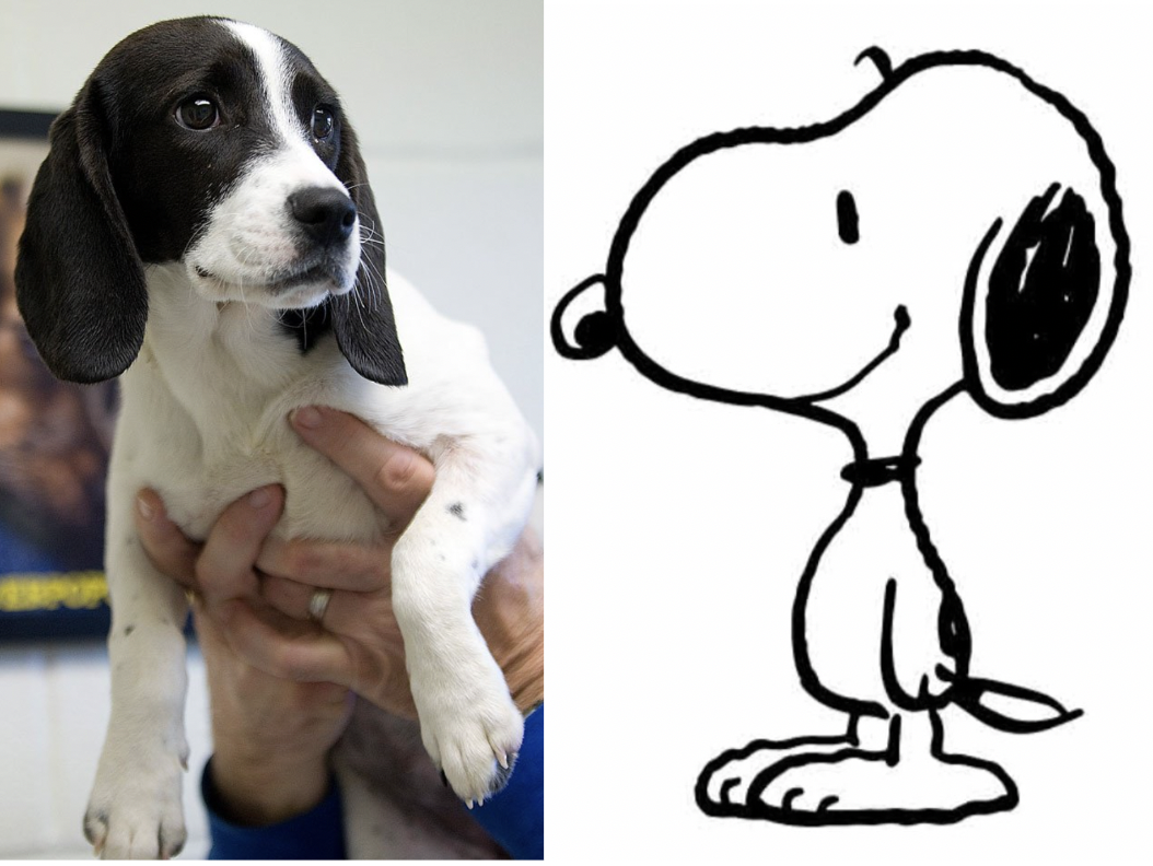 Meet the RealWorld Snoopy The Amazing LookAlike Dog Captivating the