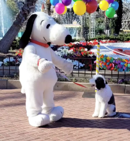 Meet the Real-World Snoopy: The Amazing Look-Alike Dog Captivating the ...