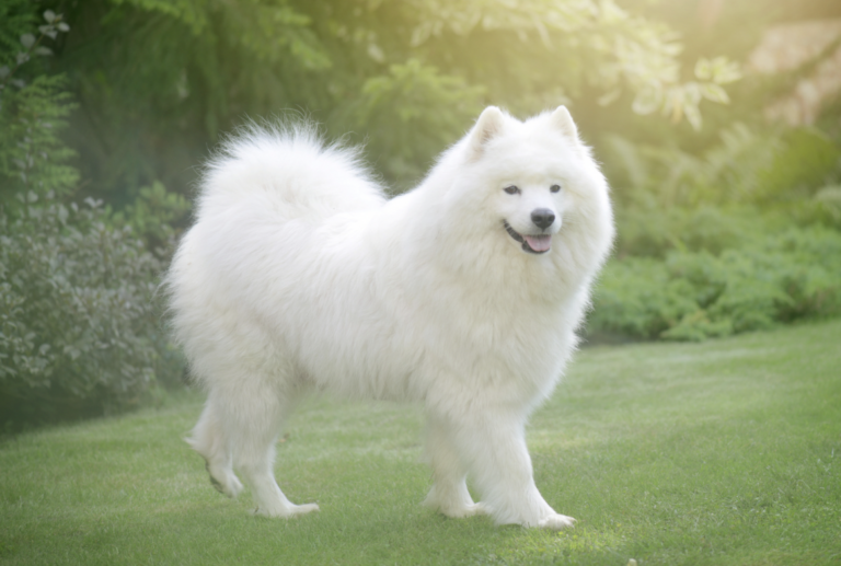 White Fluffy dog: samoyed
