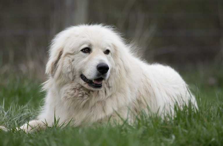 White Fluffy dog - great pyrenees
