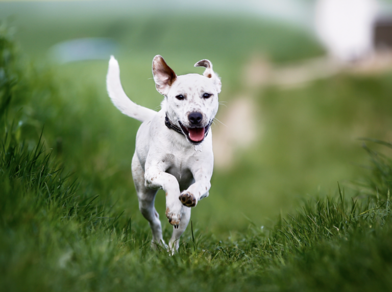 happy dog running
