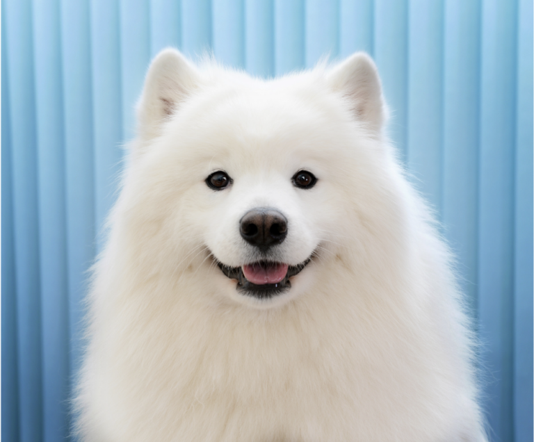 French Dog Names: cute white dog 