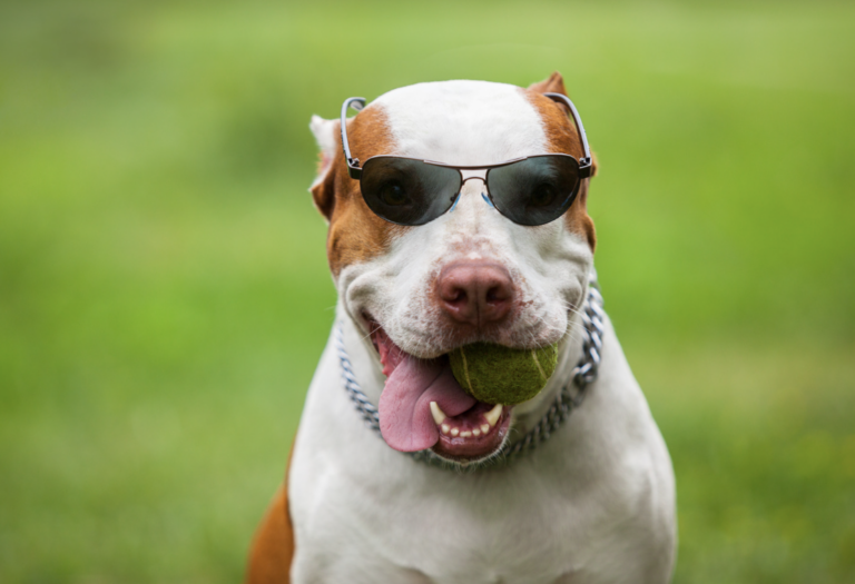French Dog Names: dog with glasses and chain with a ball in mouth