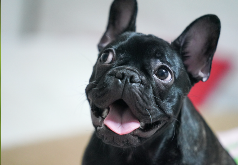 French Dog Names: a black smiley frenchie
