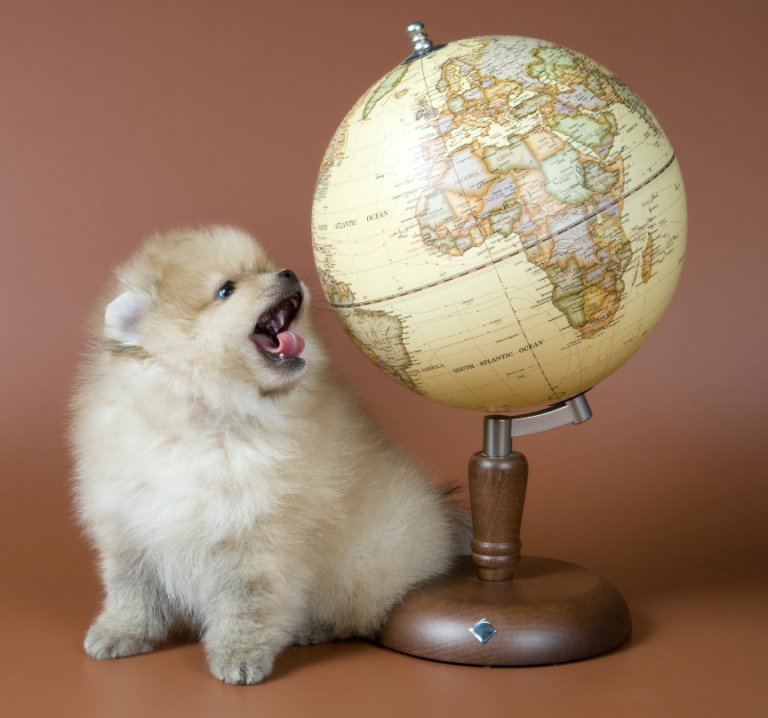 Geographical French Dog Names