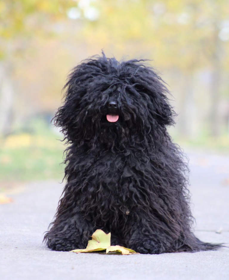 Black Fluffy Dog