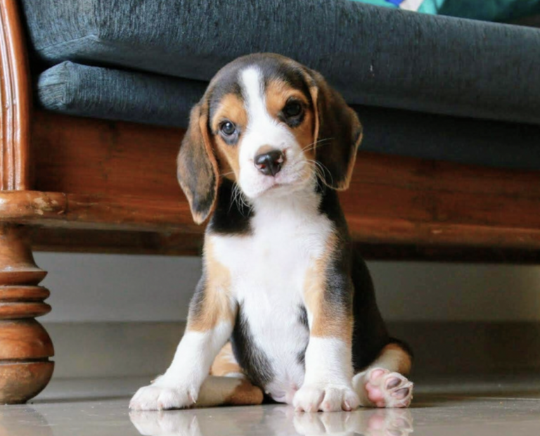 Barking dogs - beagle