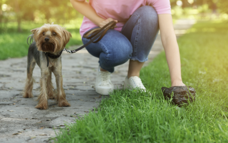pick your dog's poop: Dog-Safe Insect Repellents