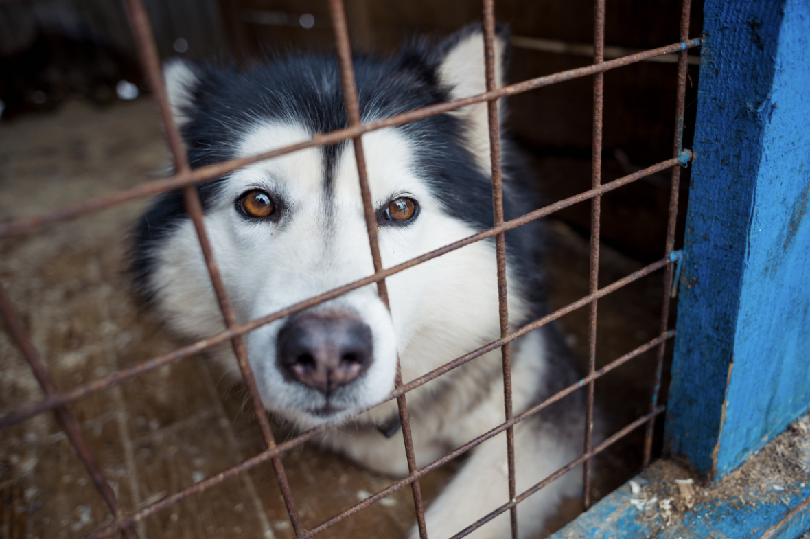 The 1 Most Returned Dog Breed by Families with Young Kids, According