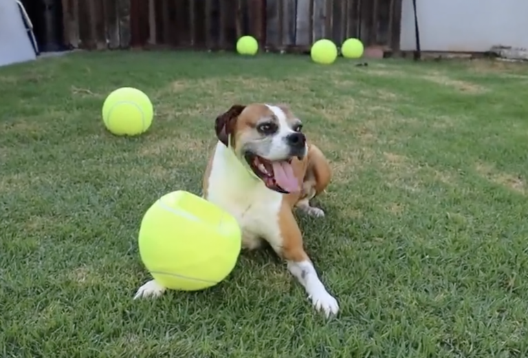Dog's reaction to having entire backyard filled with giant tennis balls!