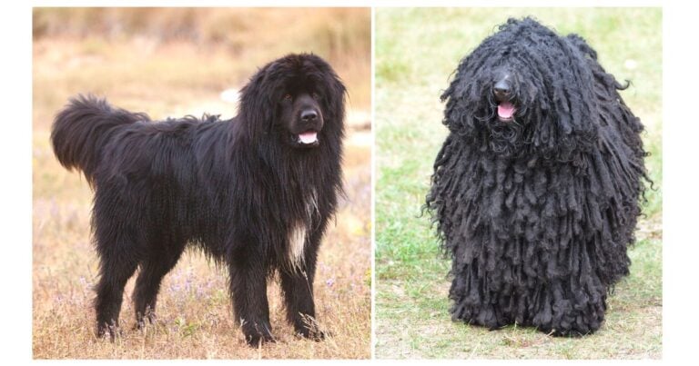 Black Fluffy Dogs