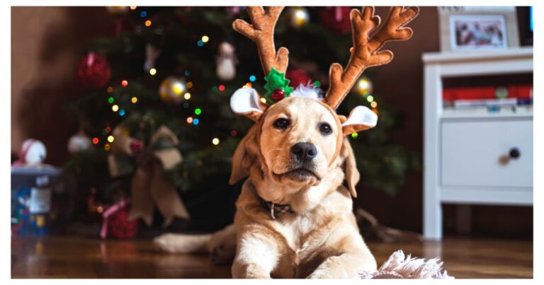Christmas Names for Dogs