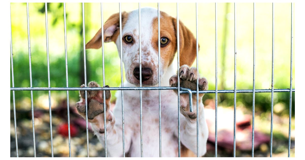 The 1 Most Returned Dog Breed by Families with Young Kids, According