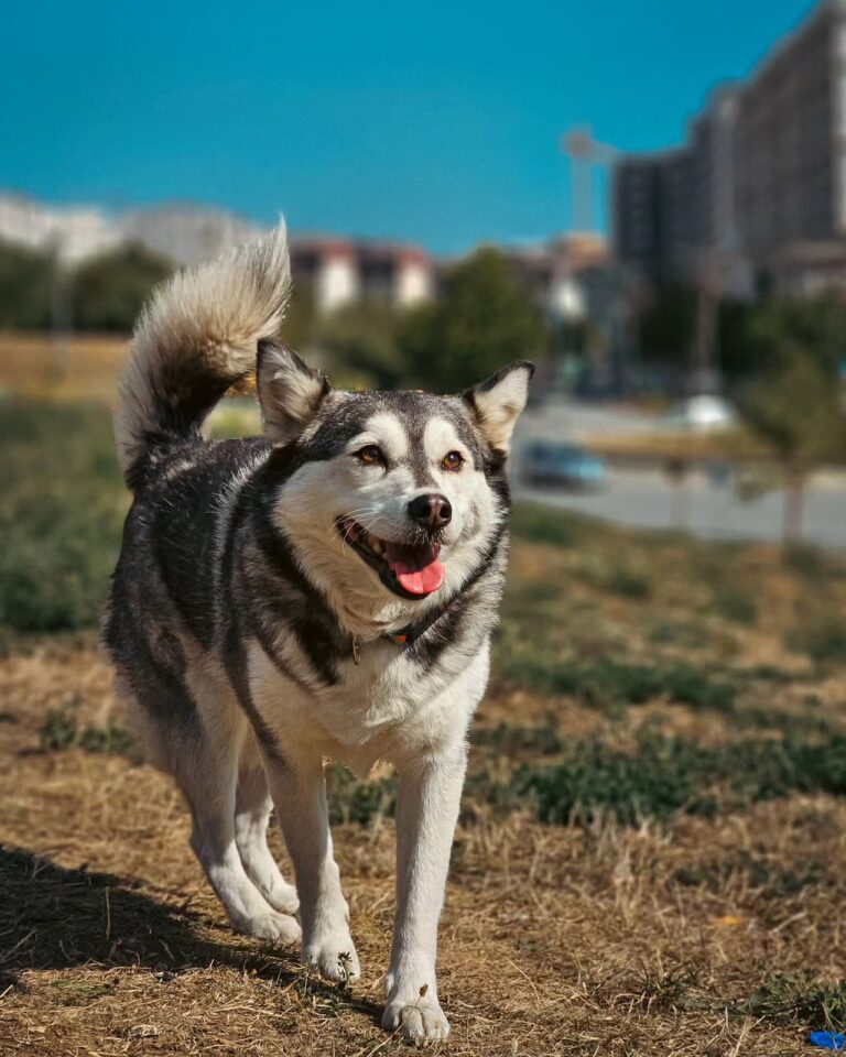 Breeds of Dogs That Increase Homeowners Insurance: Husky