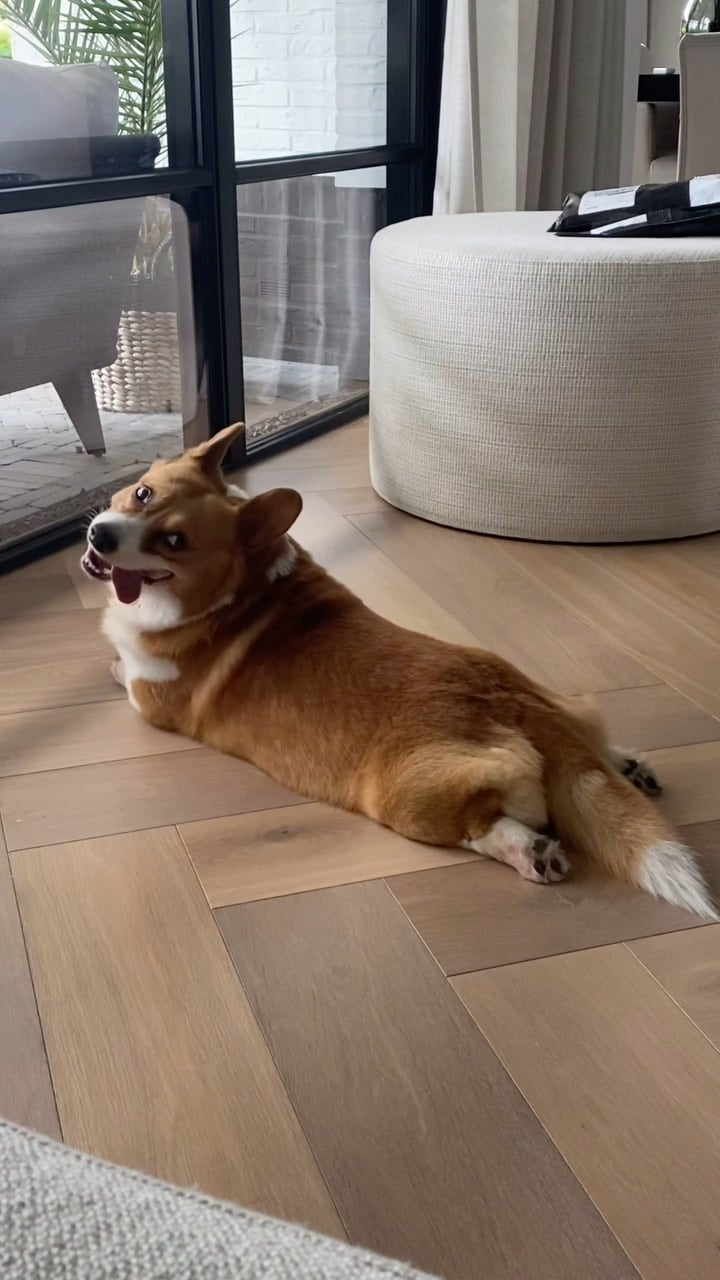 Corgis With Tails: Oliver