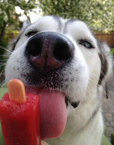 dog eating peach pupsicles