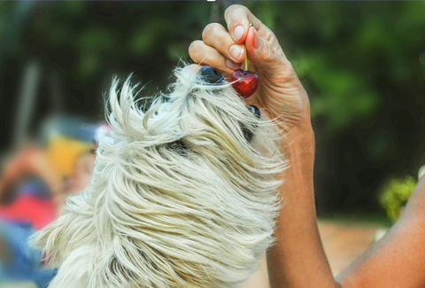 can dogs eat cherries?
