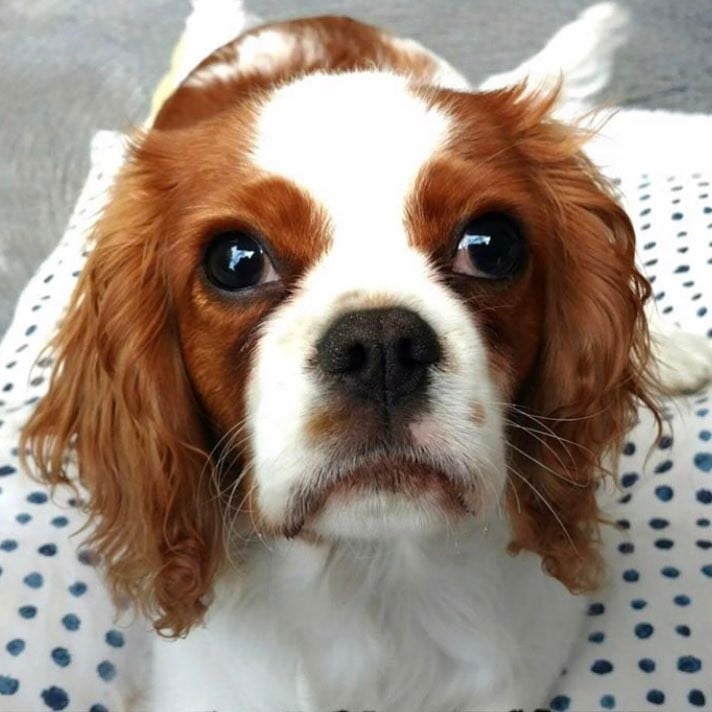 Overrated Dog Breeds - Cavalier King Charles Spaniels