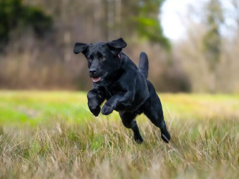 Types of Dogs Senior Citizens Should Avoid - Labrador Retrievers