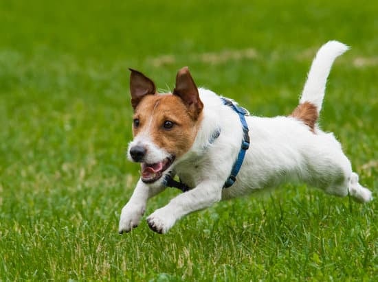 Types of Dogs Senior Citizens Should Avoid - Jack Russel Terrier