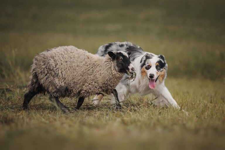 Types of Dogs Senior Citizens Should Avoid - Australian Shepherds