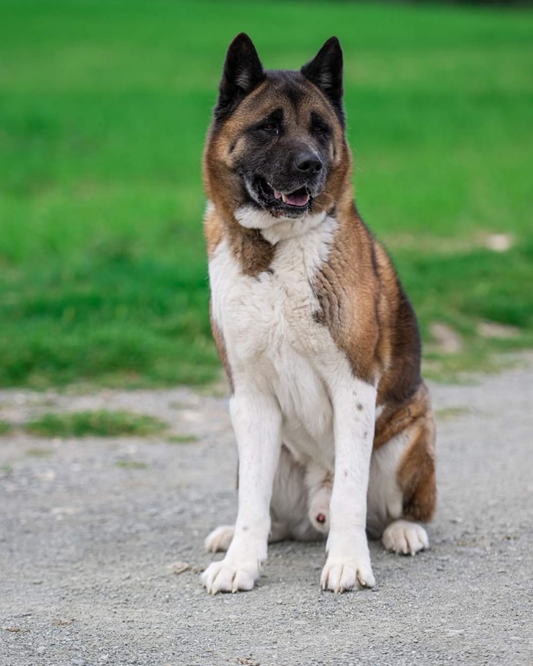 Breeds of Dogs That Increase Homeowners Insurance: Akitas