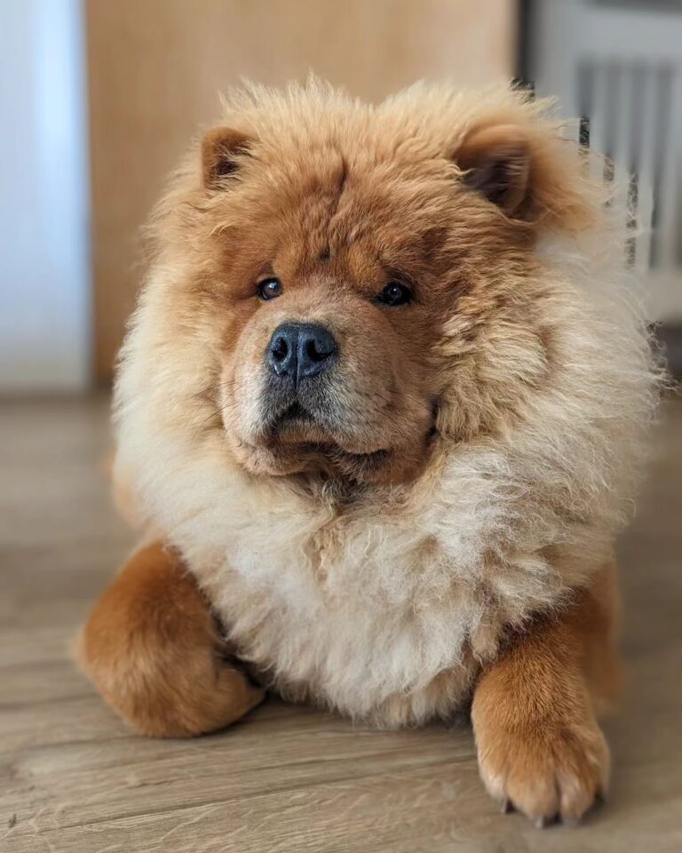 Breeds of Dogs That Increase Homeowners Insurance: Chow Chow