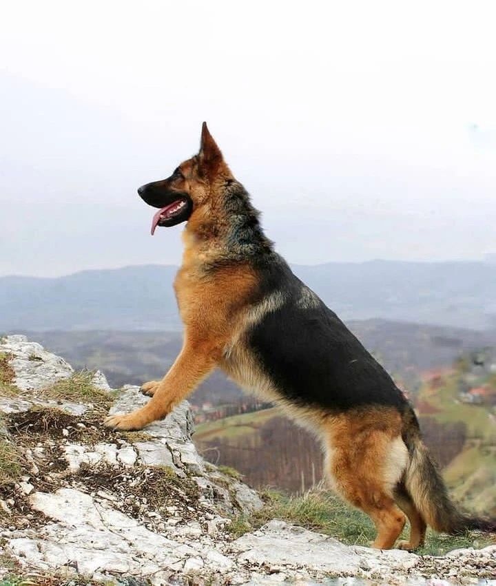 Breeds of Dogs That Increase Homeowners Insurance: German Shepherd