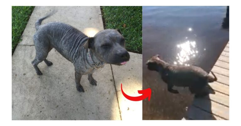 Chained Up & Neglected No More! See Pitbull Burst with Joy While Jumping into Lake