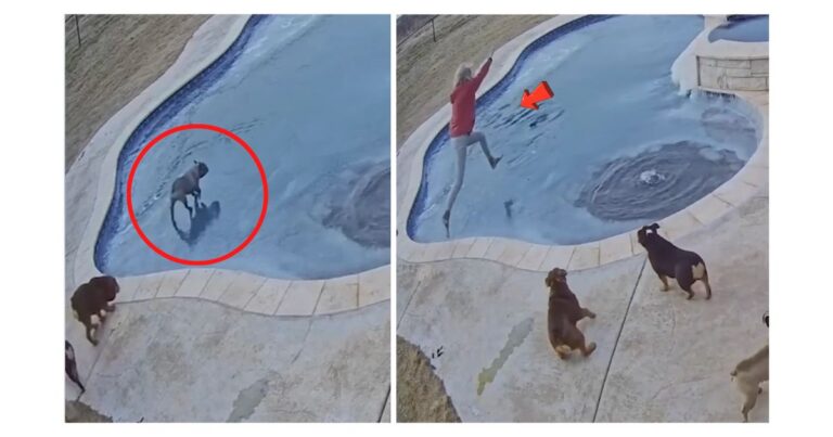 Brave Dog Mom Plunges into Icy Pool to Save Drowning Pup