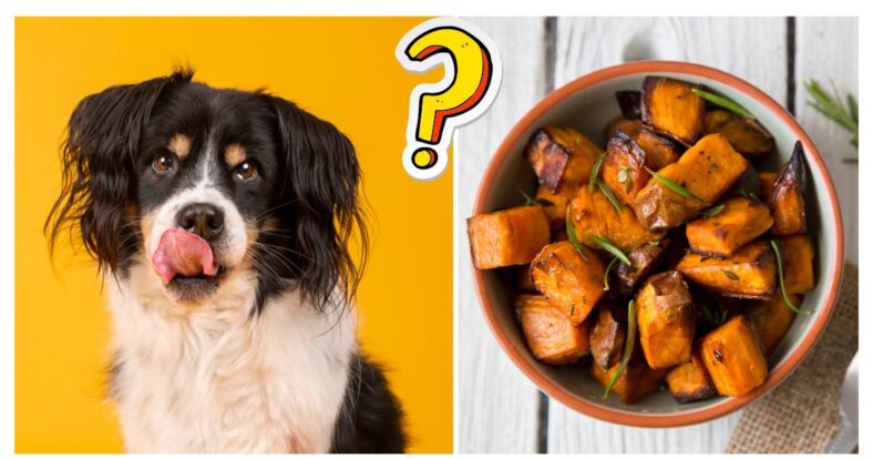 Can Dogs Eat Sweet Potatoes? Expert Details Nutrition Facts & Exactly ...