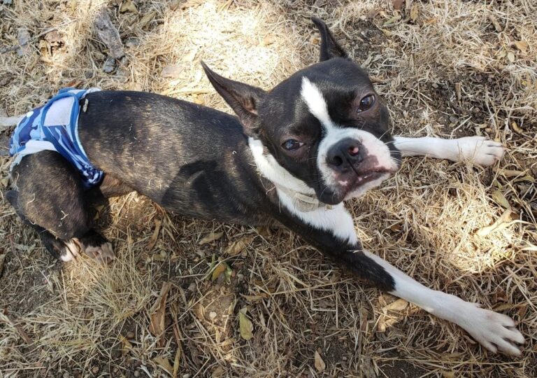 Boston Terrier Defied The Odds To Regain His Zest For Life