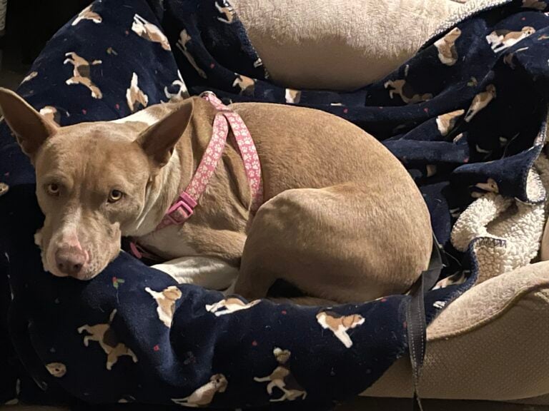Dog Up for adoption: Fendi 
