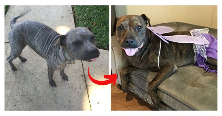 Pit Bull Rescued from Shackles