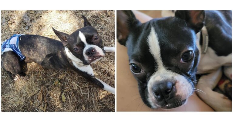 Boston Terrier Defied The Odds To Regain His Zest For Life