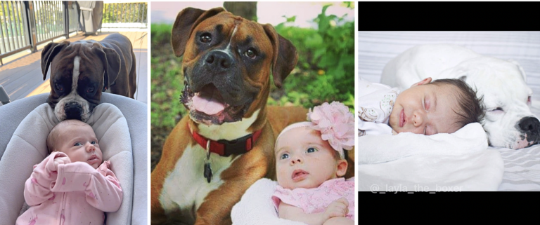 Best Dog Breed For Families With Young Children
