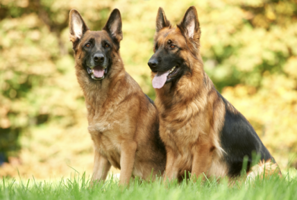 150+ Epic German Shepherd Names - Find The Perfect Moniker For Your GSD
