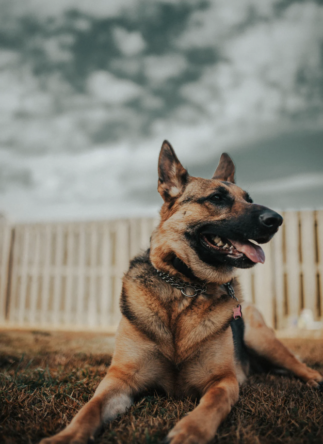 150+ Epic German Shepherd Names - Find The Perfect Moniker For Your GSD