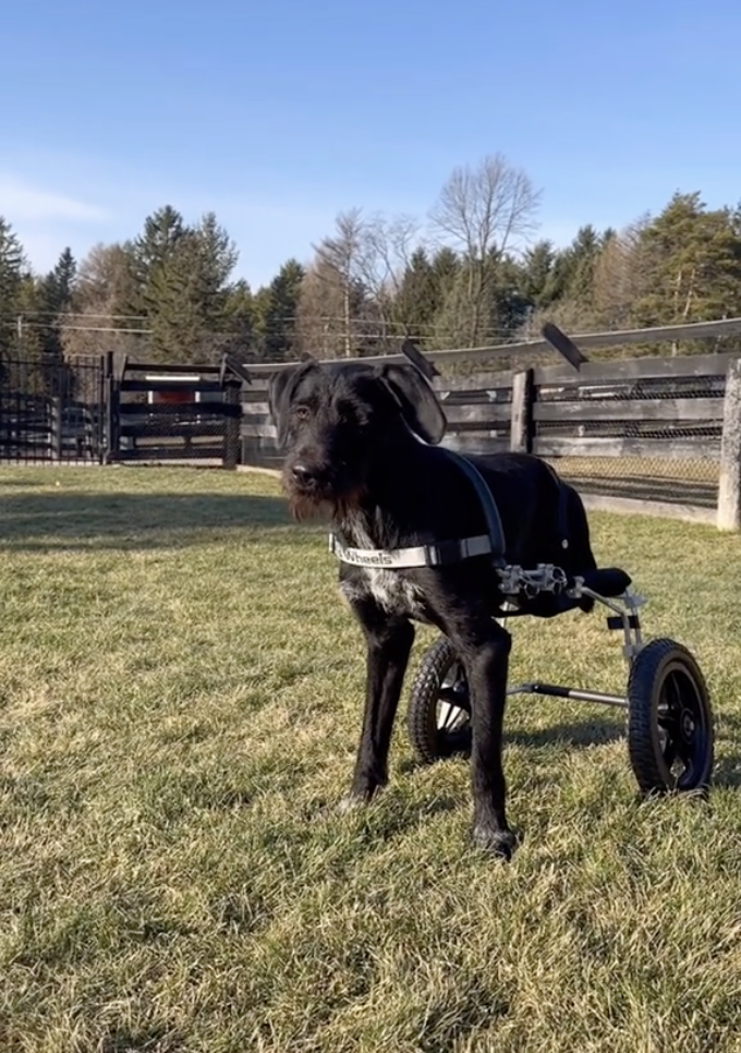 Paralyzed Dog Runs Like Never Before 