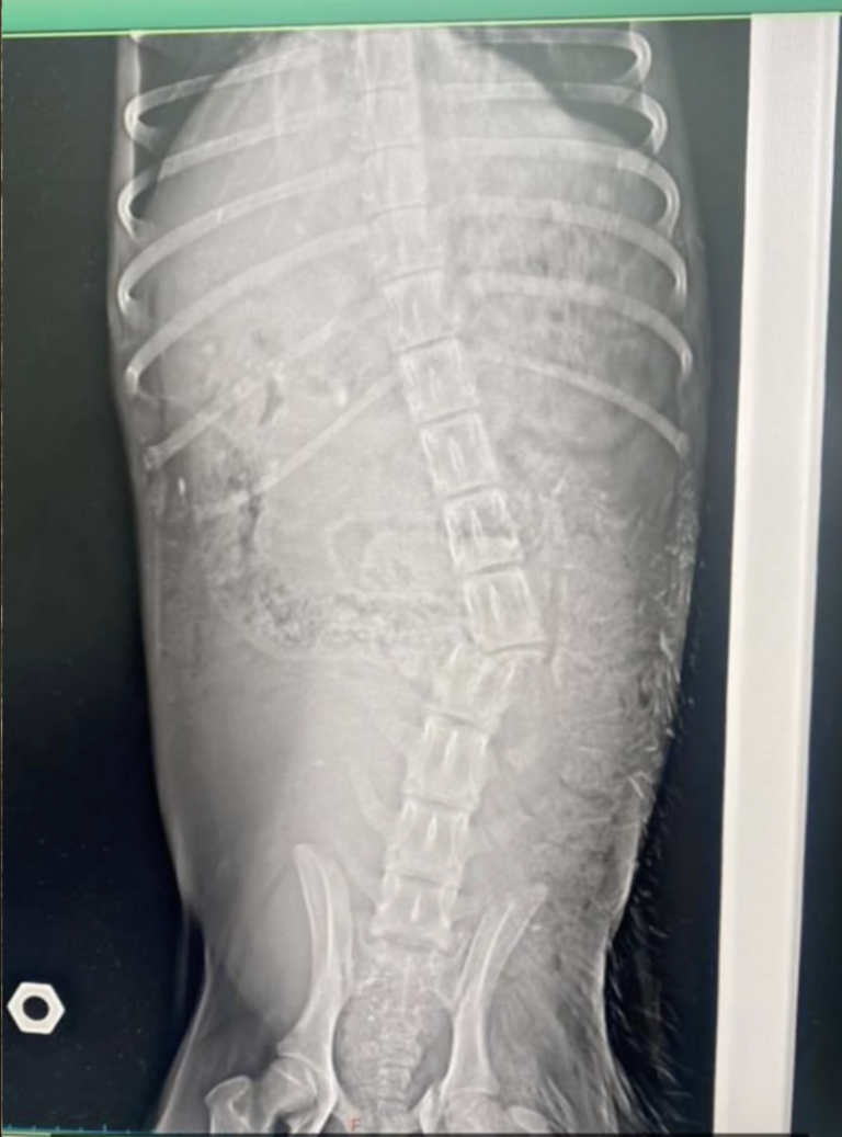 Paralyzed Dog X-Ray