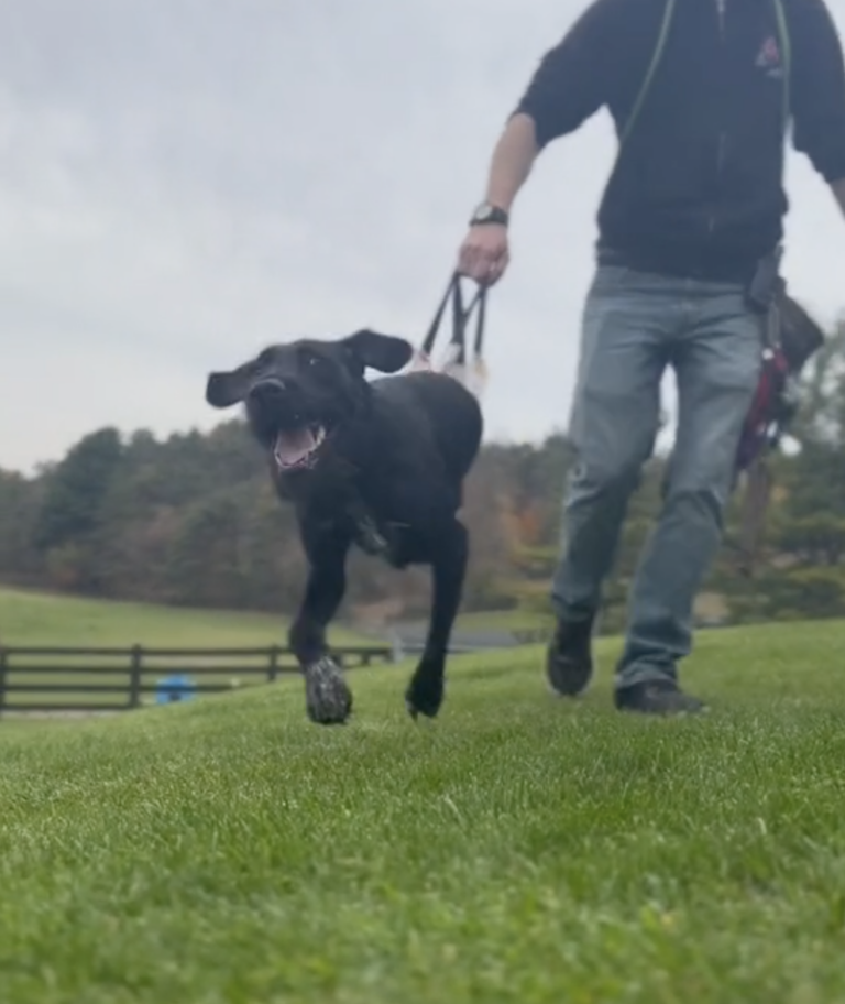Paralyzed Dog Runs Like Never Before 