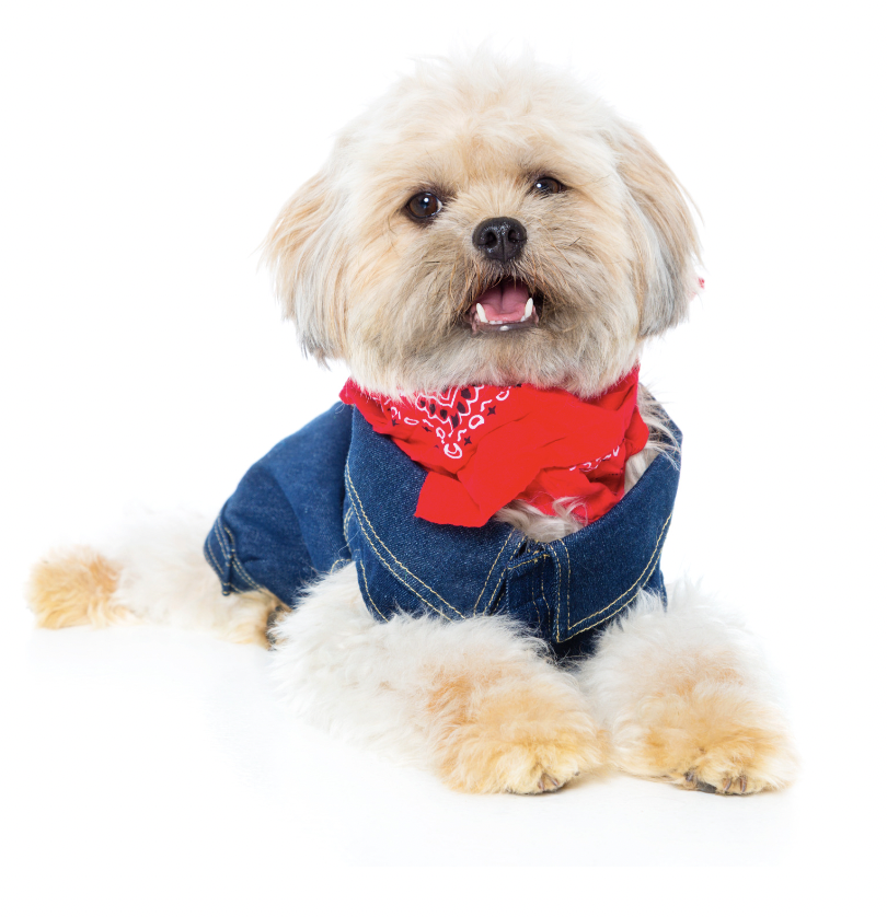 country-dog-names-capturing-the-spirit-of-the-south-in-your-canine