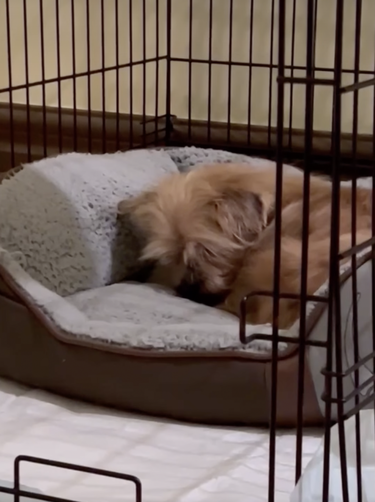Abandoned Senior Dog’s Reaction to Sleeping In a Bed for 1st Time