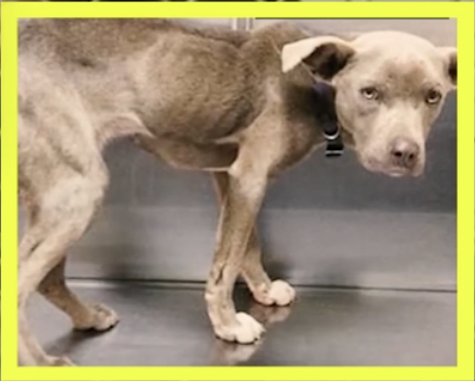 emaciated abandoned dog