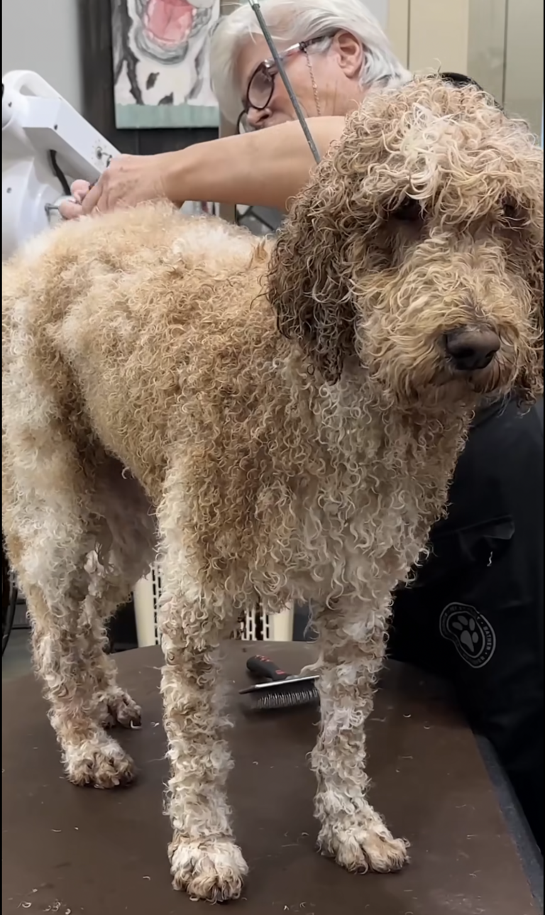 Dog's Matted Fur Looked So Much Like an Extra Paw - Matted Dog Grooming