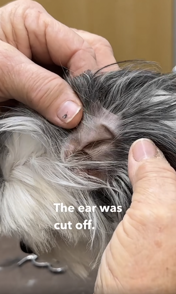 Dog grooming: Dog's Tragic Past Exposed When Groomer Attempts to Trim Her Ear